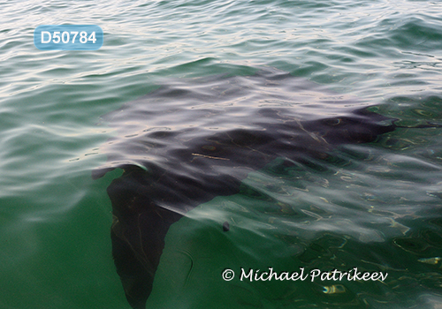 Giant Manta Ray (Mobula birostris)